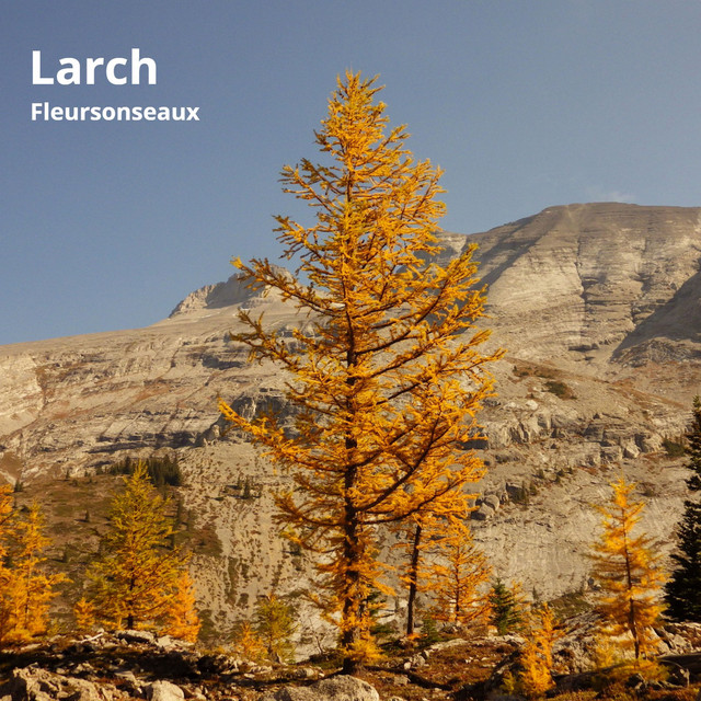 Larch