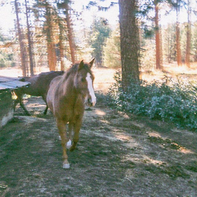 Appaloosa album image