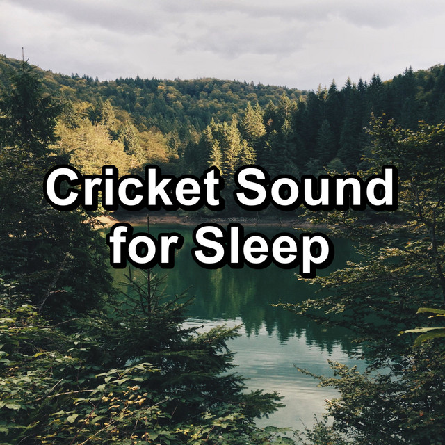 Cricket Sound for Sleep cover art