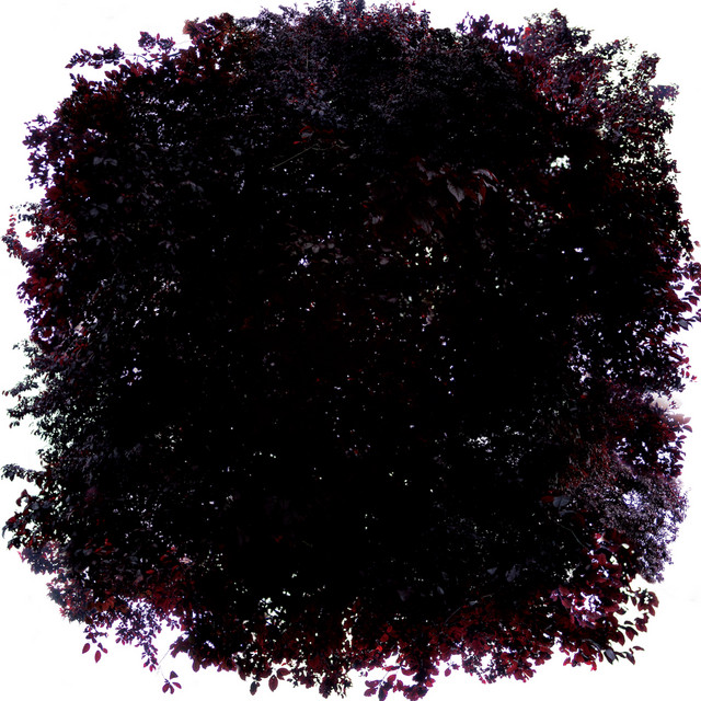 Pinhole cover art