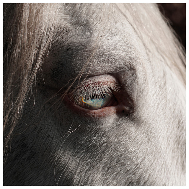 Horses (single)