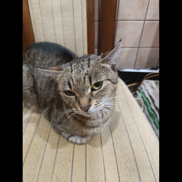 kima