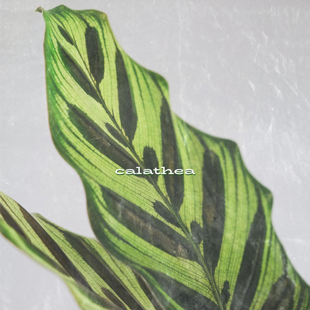 Calathea cover art