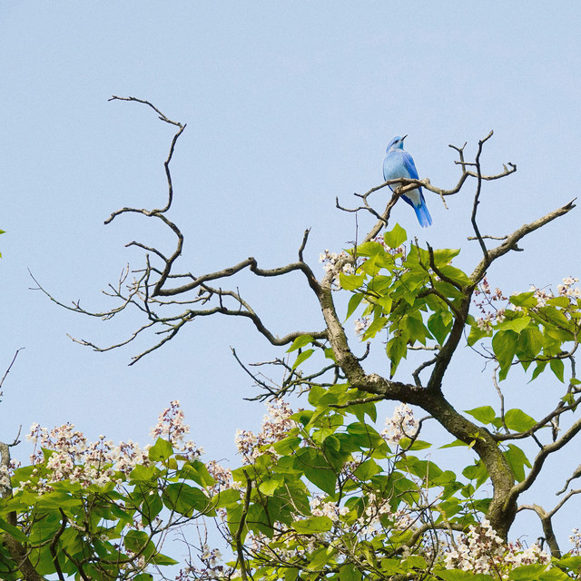 Blue Bird