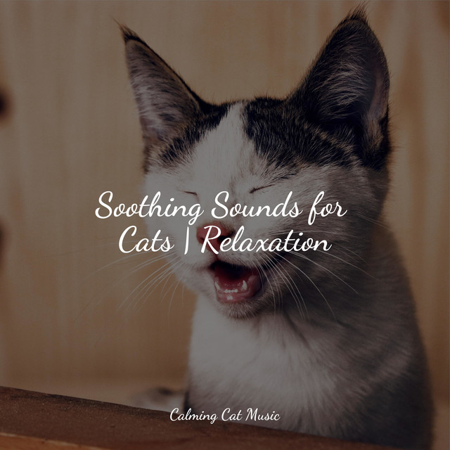 Soothing Sounds for Cats | Relaxation - Album by Music for Resting Cats ...