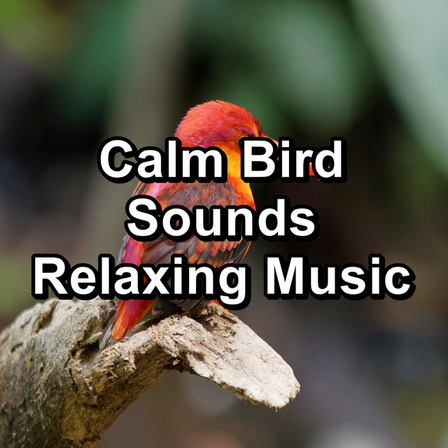 Calm Bird Sounds Relaxing Music cover art