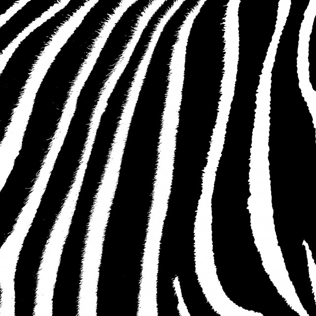 Zebra cover art