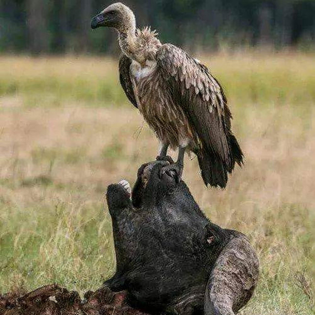 Vulture cover art