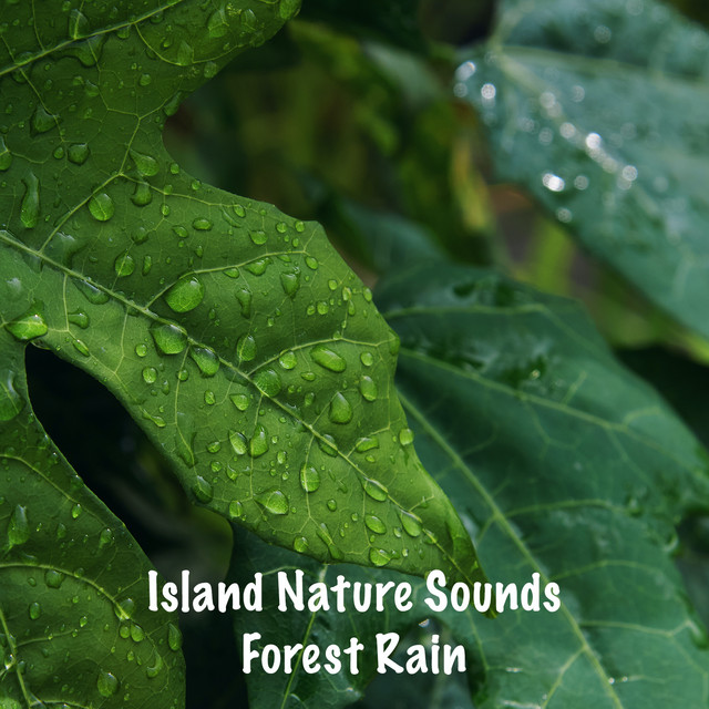 Forest Rain cover art