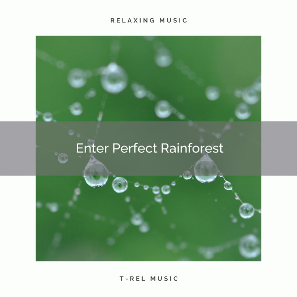 ! Enter Perfect Rainforest cover art
