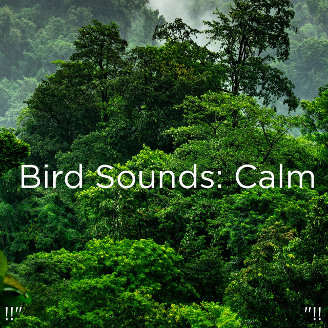 Bird Sounds: Calm "!! - Album by Yoga | Spotify