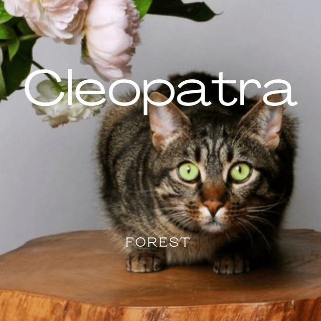 Cleopatra cover art
