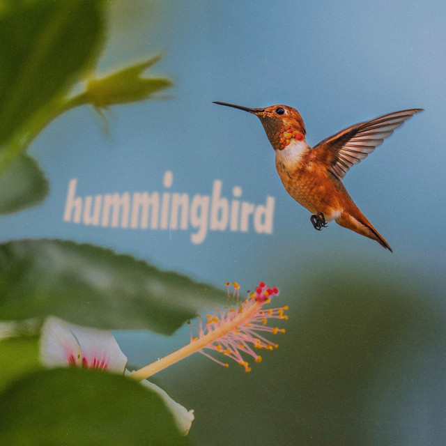 Hummingbird cover art