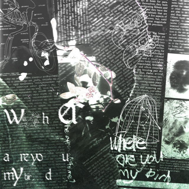 Birds cover art