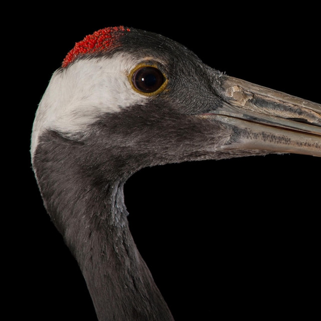 The Crane EP cover