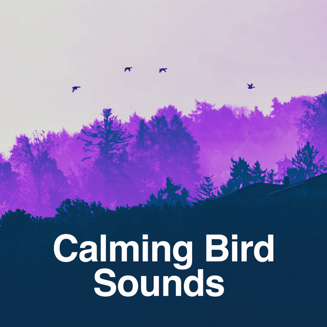 Calming Bird Sounds ! ! ! - Album by Calm Bird Sounds | Spotify