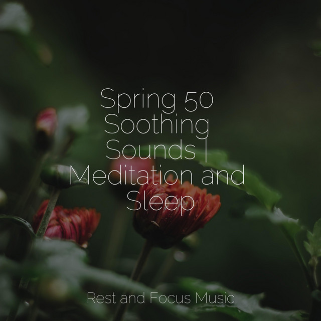 Spring 50 Soothing Sounds | Meditation and Sleep - Album by Kings of ...