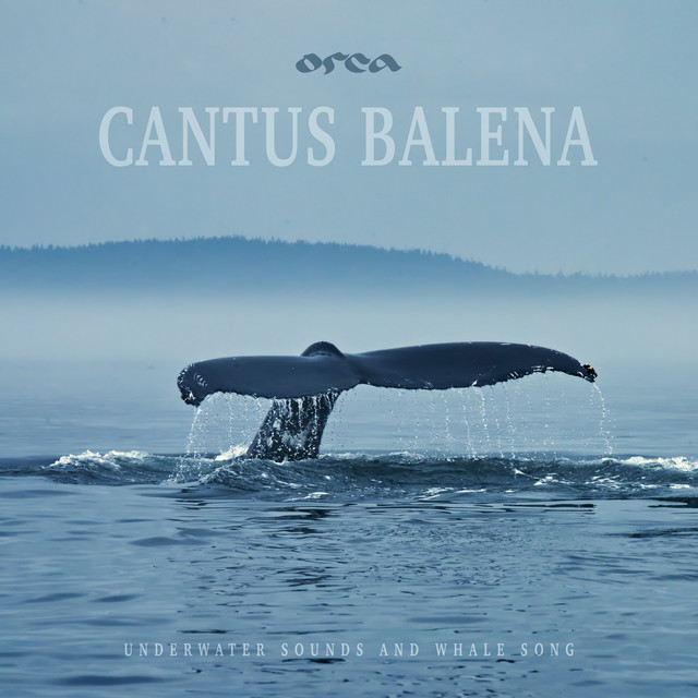 Cantus balena