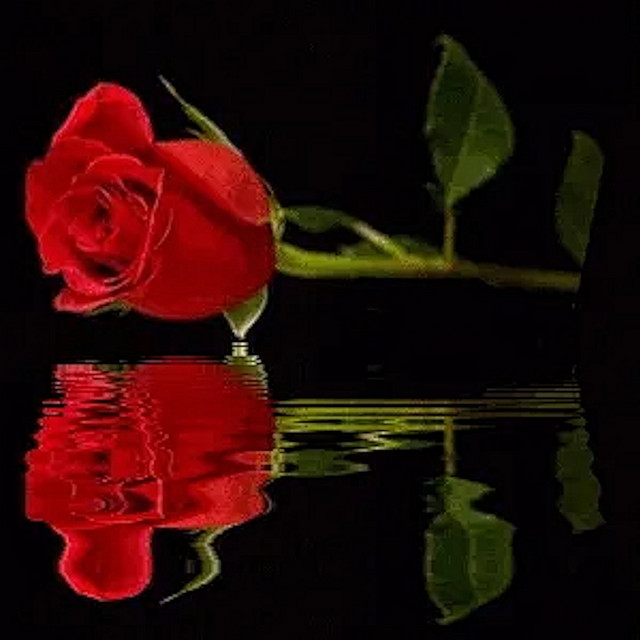 rose
