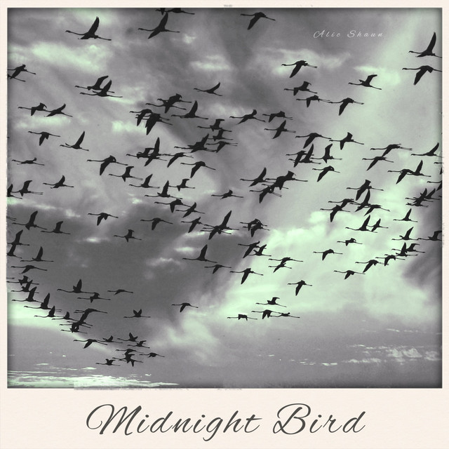 Midnight Bird cover