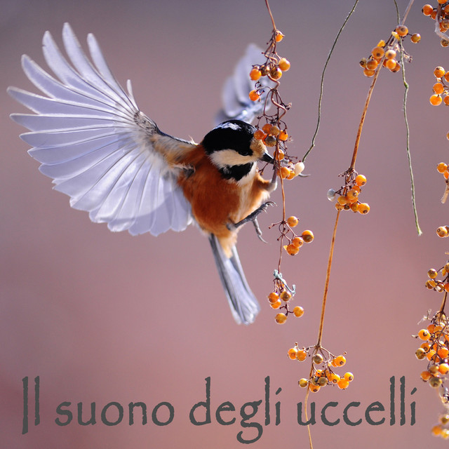 Il suono degli uccelli cover art