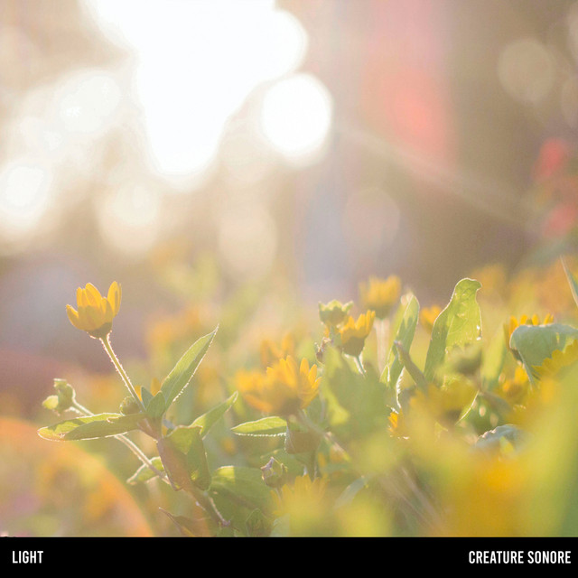 light cover art