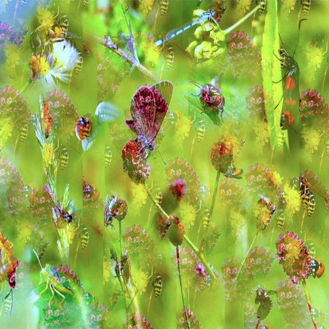Pour l'amour des insectes cover art