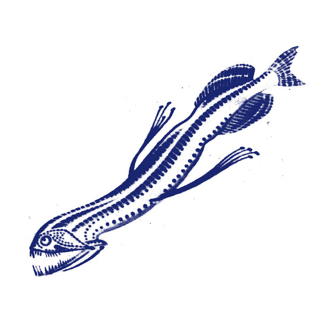 The Squid cover art