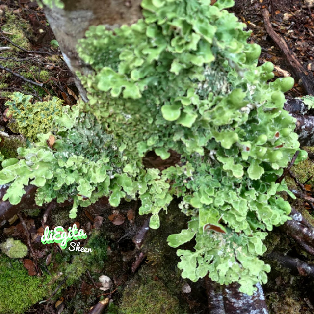 Sheer