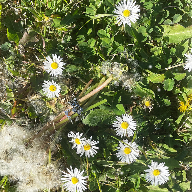 Into the Meadow cover art