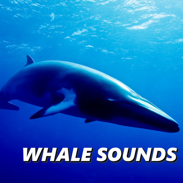 Whale Sounds cover art