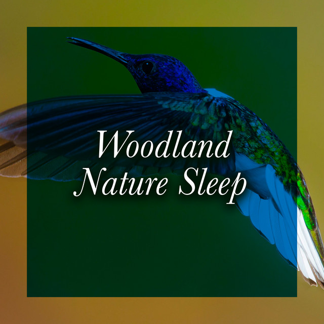 Woodland Nature Sleep ! ! ! ! - Album by Deep Sleep Nature Sounds | Spotify