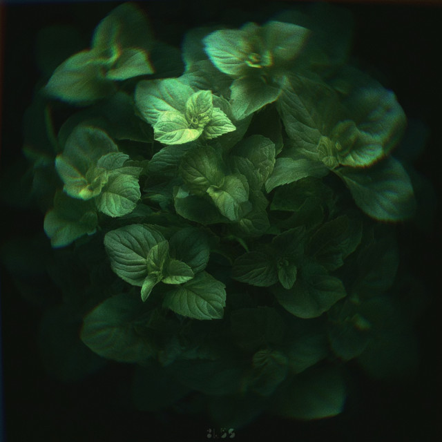 Mint cover art