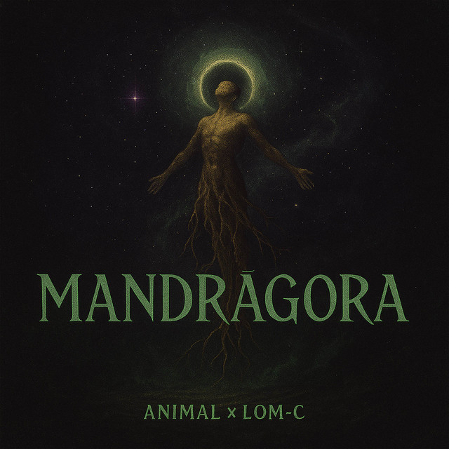 Mandrágora