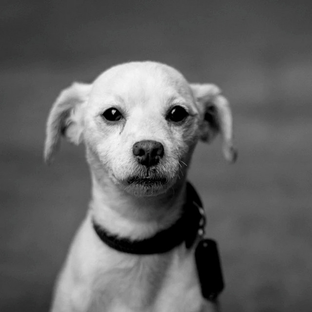 Music for Training Puppies - Thrilling Acoustic Guitars cover art