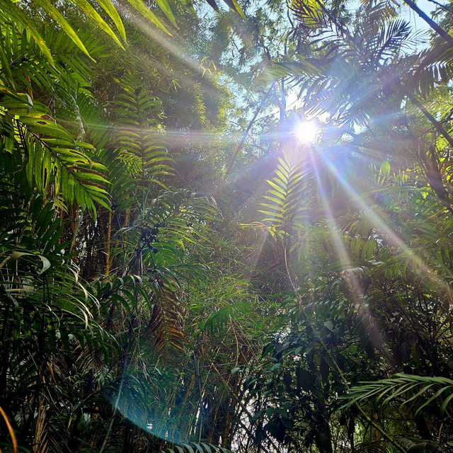 Rainforest Oasis