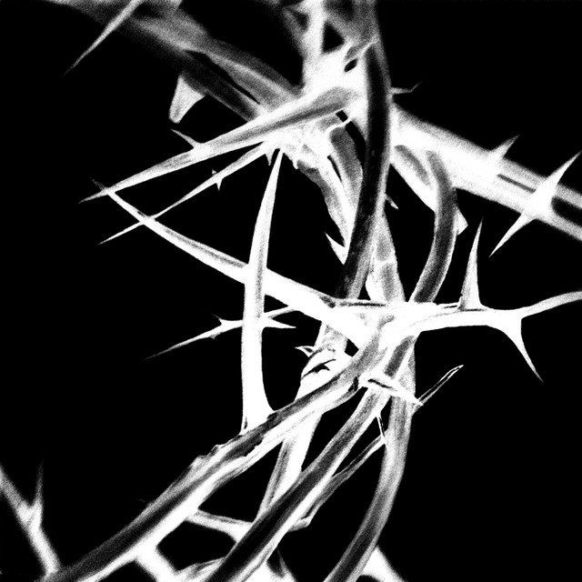 Halos cover art