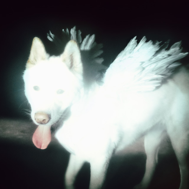 Capa de Smile and Wave - Fat Dog