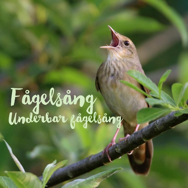 Underbar Fågelsång cover art