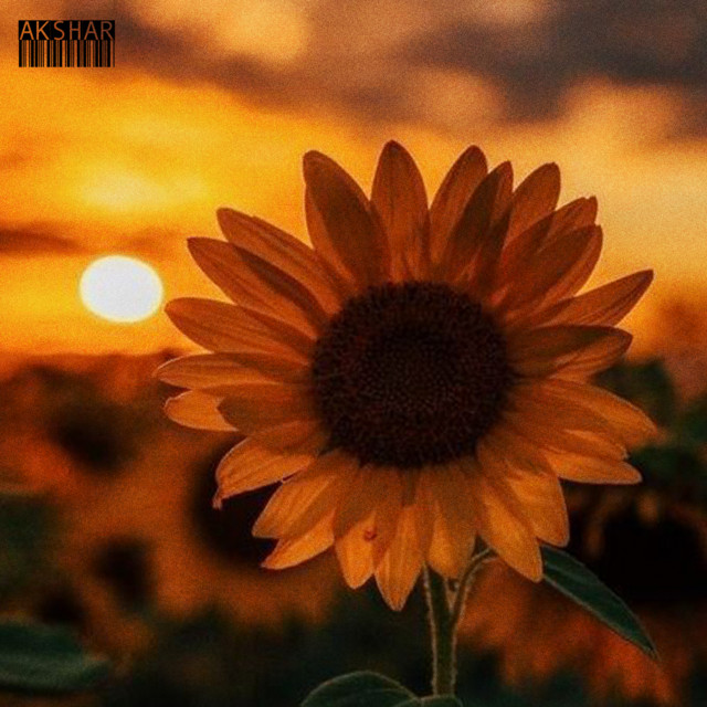 Sunflower cover art