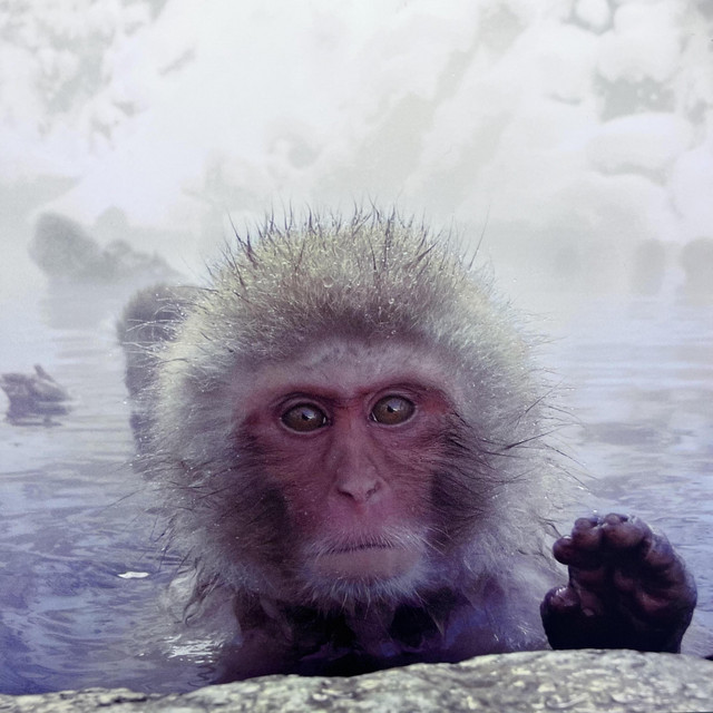 Monkey Work cover art
