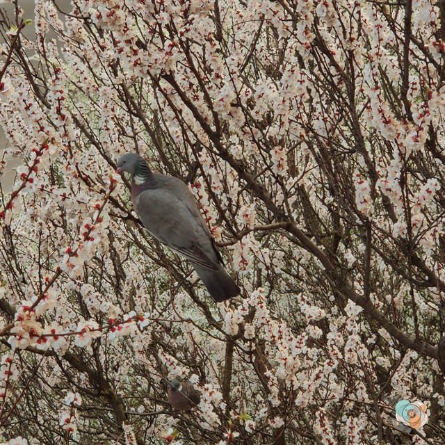 Обкладинка: birdsong — Grungik