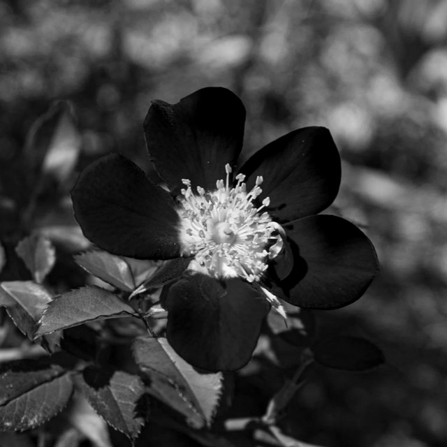 Wilting Flower cover art