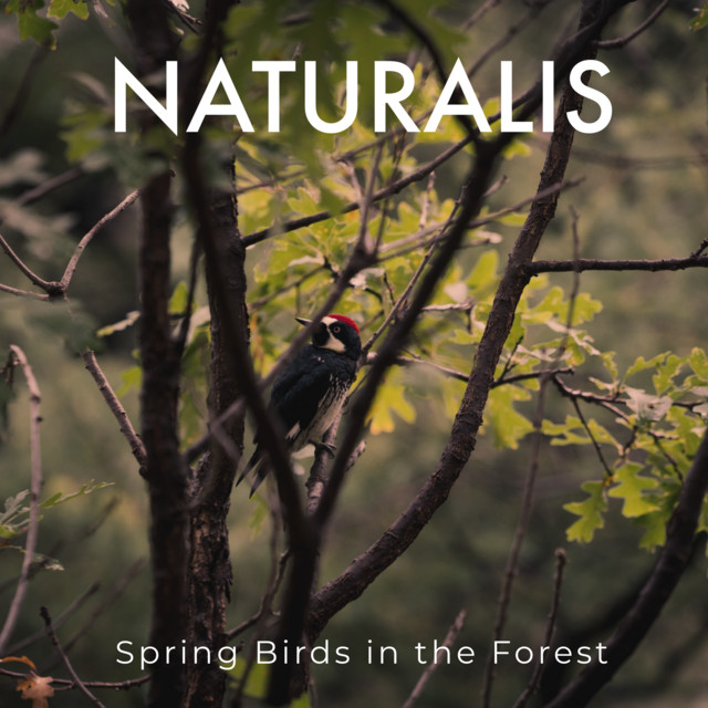 Spring Birds in the Forest cover art