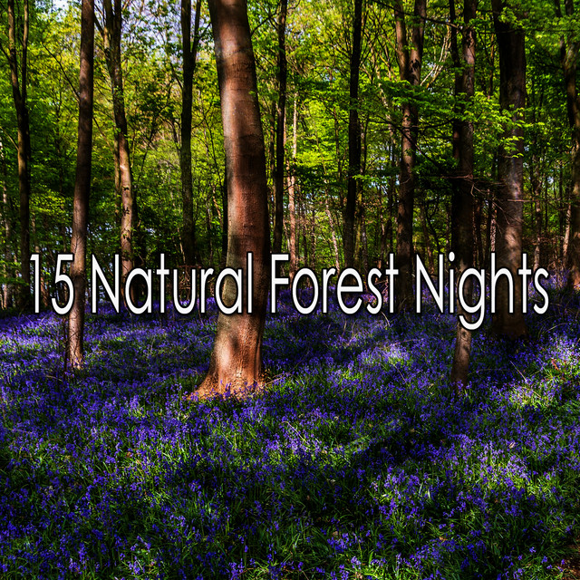 15 Natural Forest Nights - Album by Sounds of Nature Relaxation | Spotify