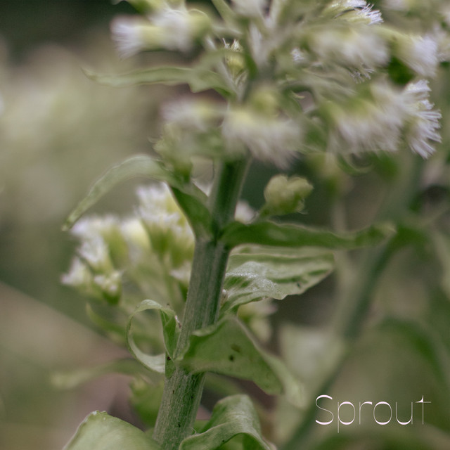 Sprout album image