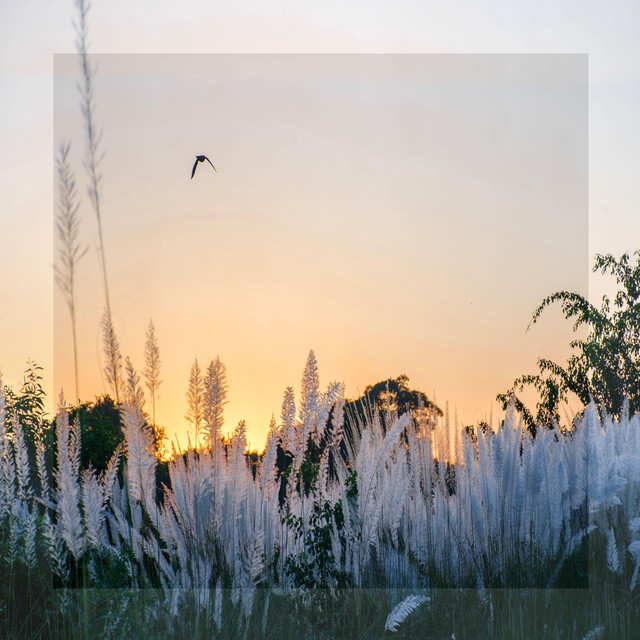 Peace of Faint Evening cover art
