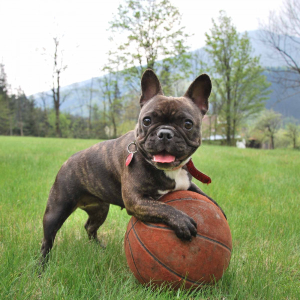 Latin Piano Music (Music for Days for Dogs)