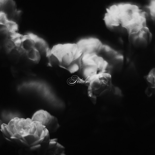 Обкладинка: Petals — Revsun