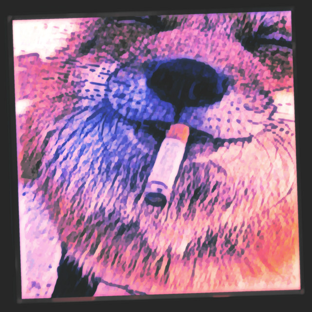 EXTENSY cover art